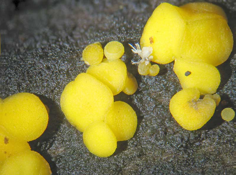 Bisporella citrina